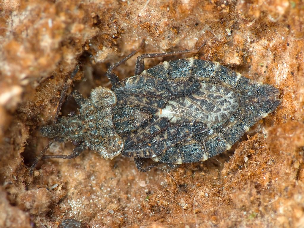 Aradus betulae (Linnaeus, 1758)